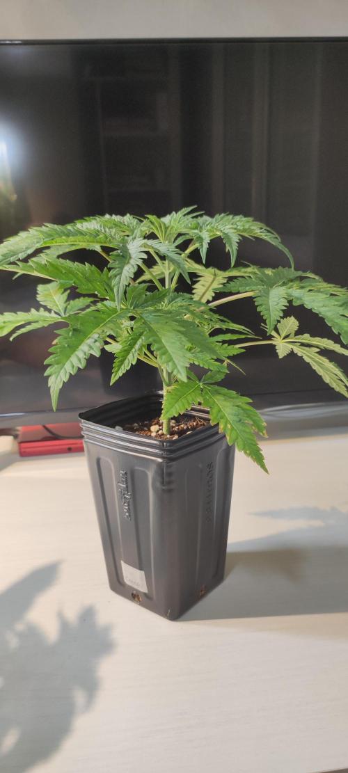 Cheese. Week 3