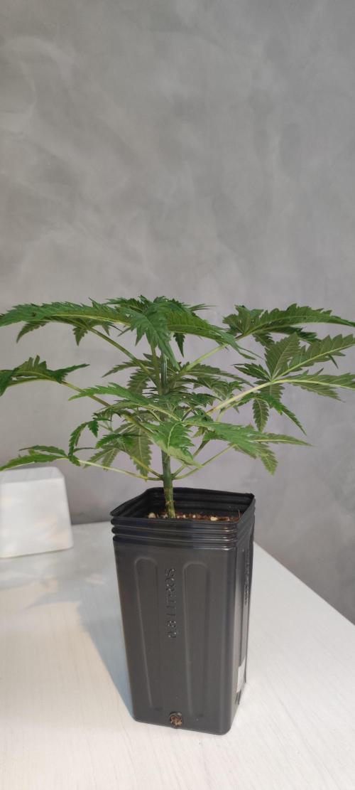 Cheese. Week 3