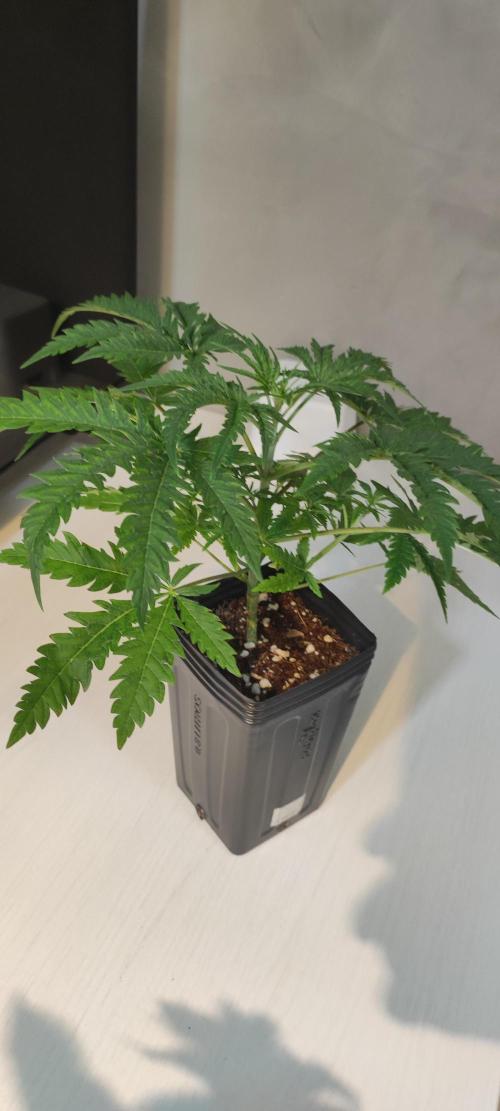 Cheese. Week 3