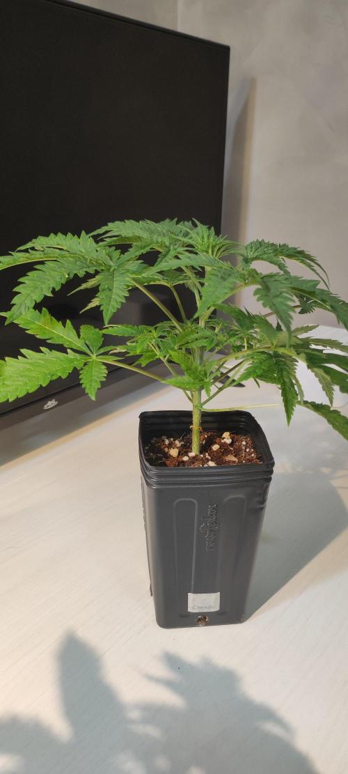 Cheese. Week 3