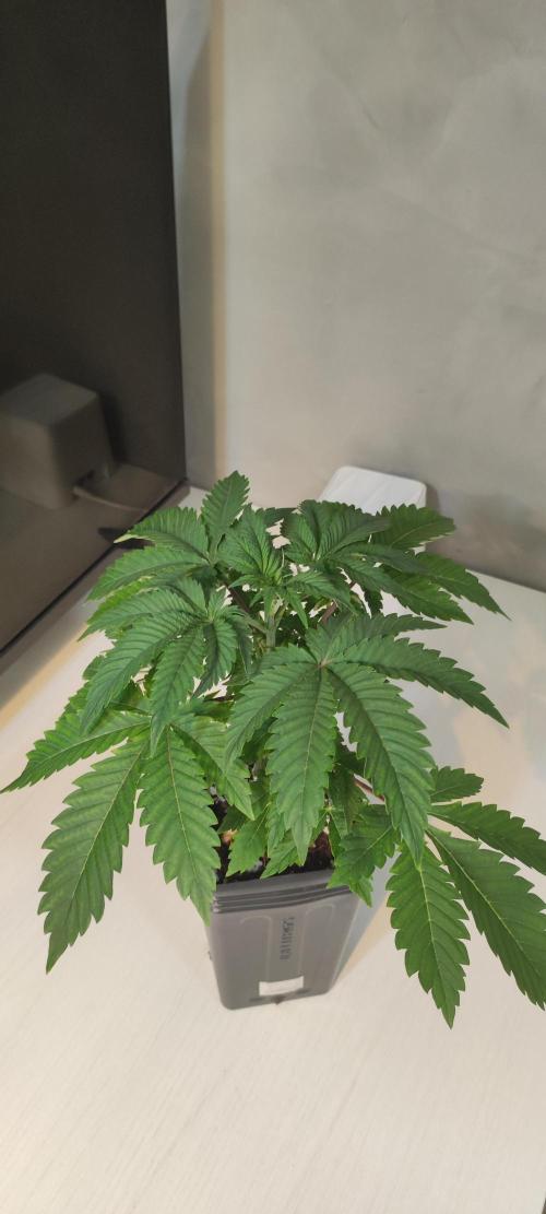 Lambeijax #3. Week 3