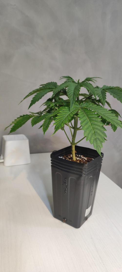 Lambeijax #3. Week 3