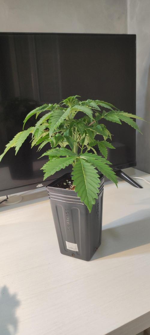 Lambeijax #3. Week 3