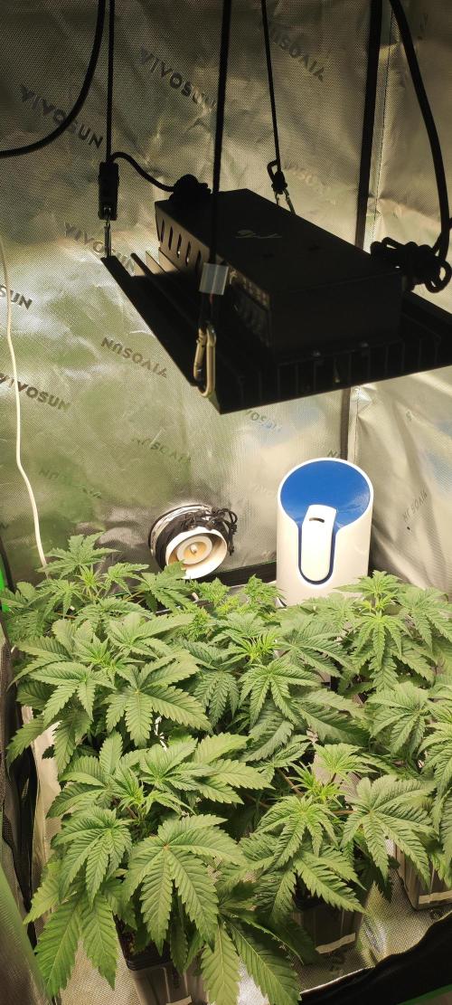 Lambeijax #3. Week 3