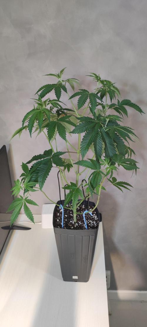 Mimosa. Week 4