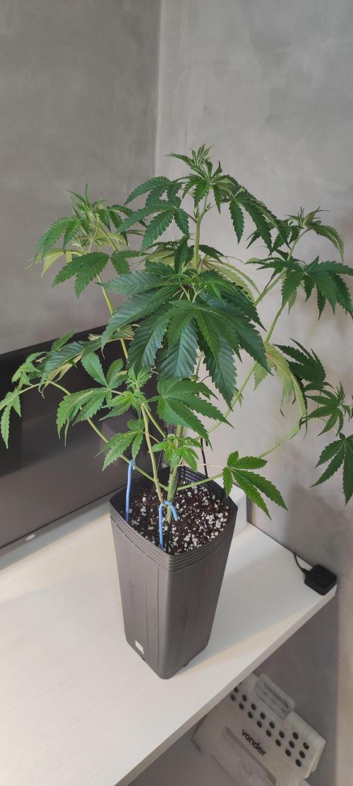 Mimosa. Week 4