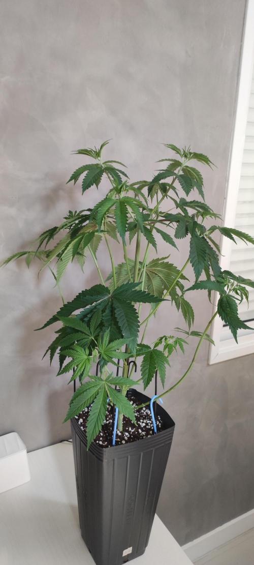 Mimosa. Week 4