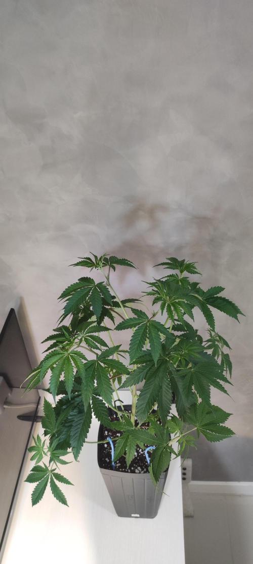 Mimosa. Week 4
