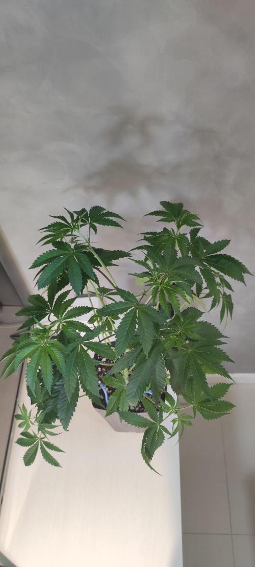 Mimosa. Week 4