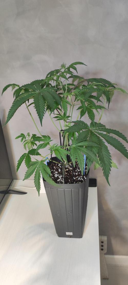 Garlotti. Week 4