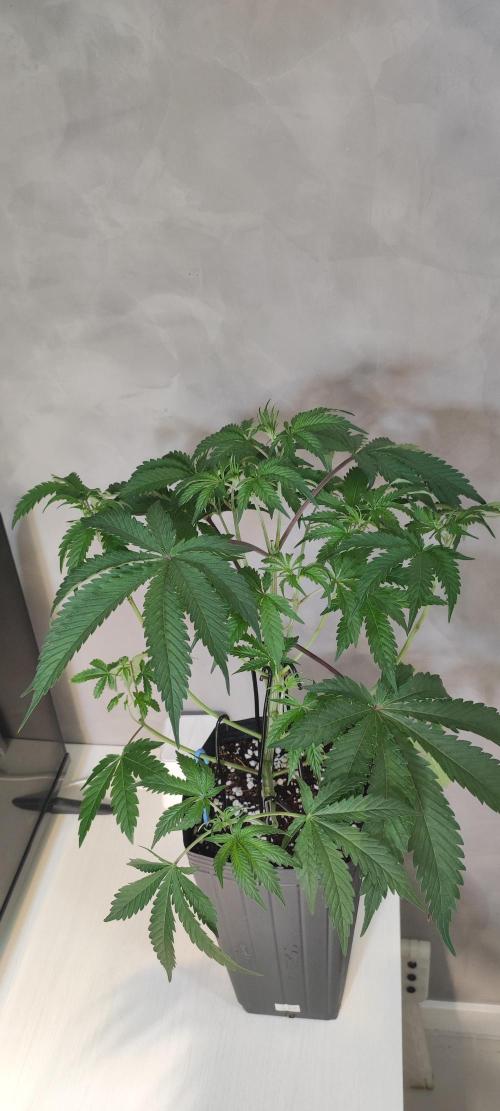 Garlotti. Week 4
