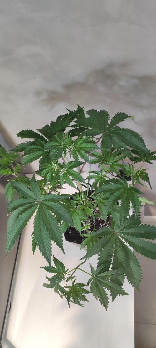 Garlotti. Week 4
