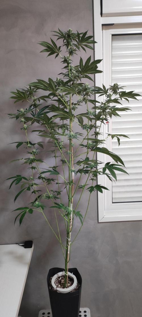 Grape Pie #1. Week 7