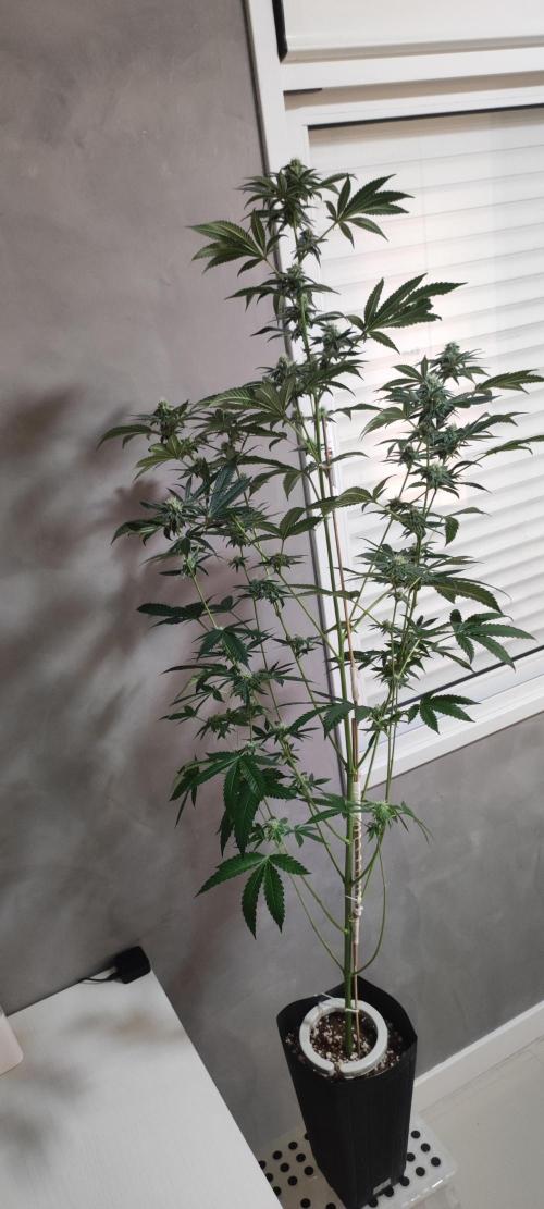 Grape Pie #1. Week 7
