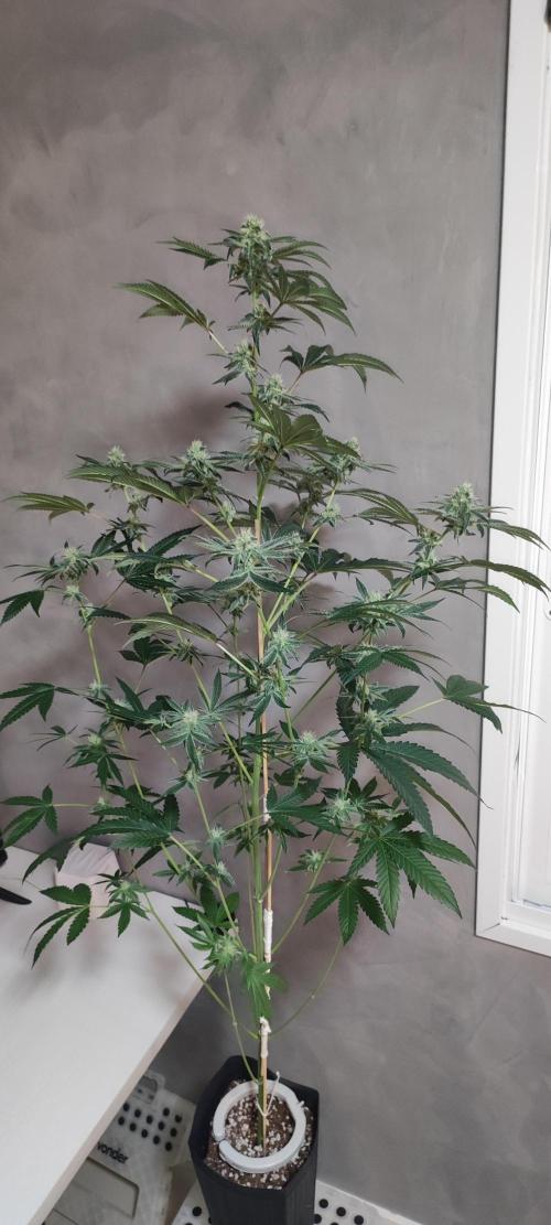 Grape Pie #1. Week 7