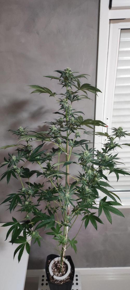 Grape Pie #1. Week 7