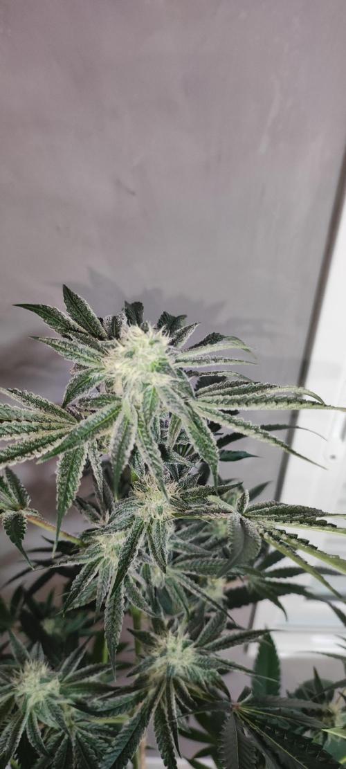 Grape Pie #1. Week 7