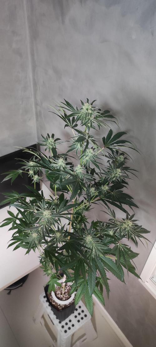Grape Pie #1. Week 7