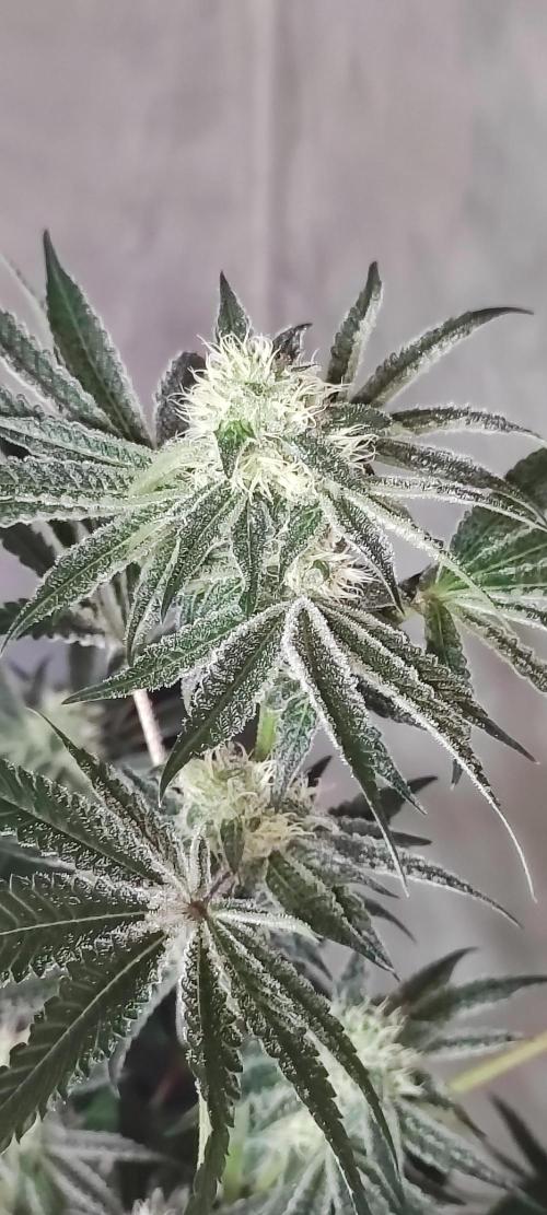 Grape Pie #1. Week 7