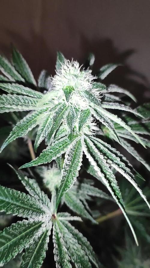Grape Pie #1