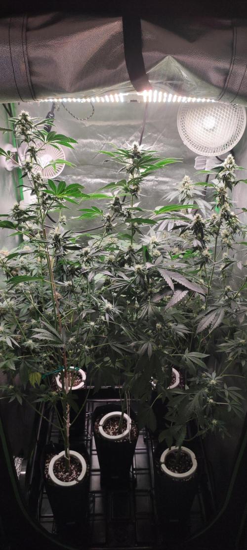 Grape Pie #1. Week 7