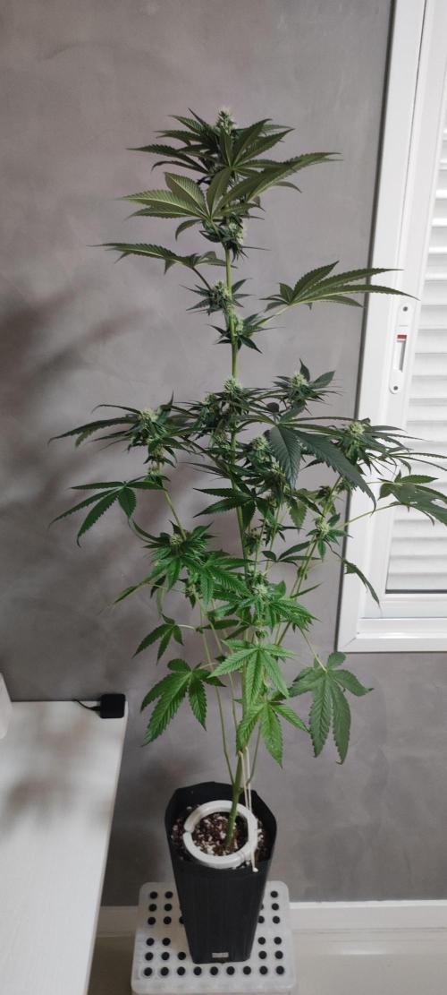 Pistachio #1. Week 7