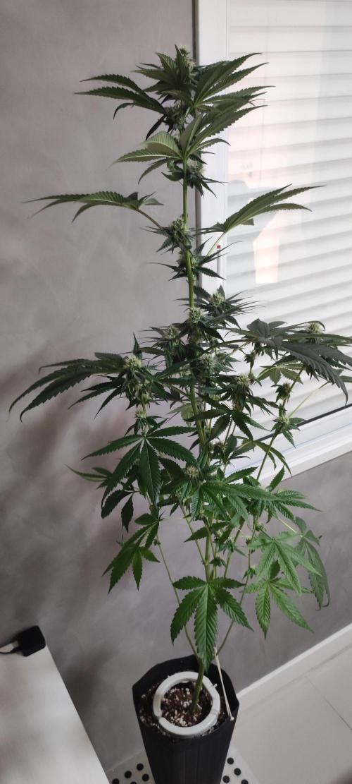 Pistachio #1. Week 7