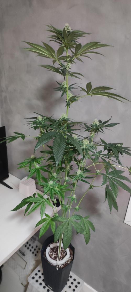 Pistachio #1. Week 7