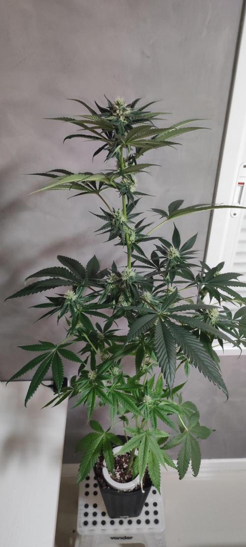 Pistachio #1. Week 7
