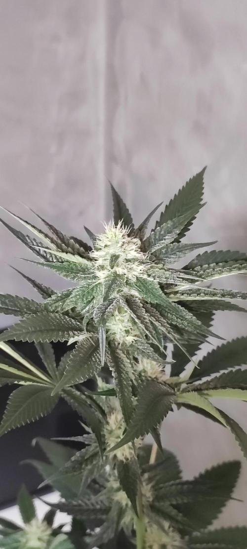 Pistachio #1. Week 7