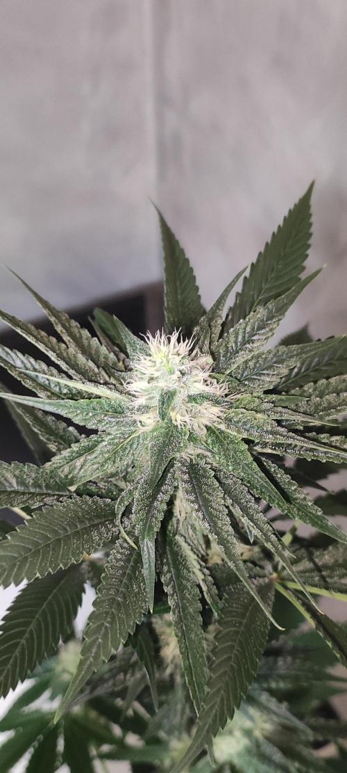 Pistachio #1. Week 7