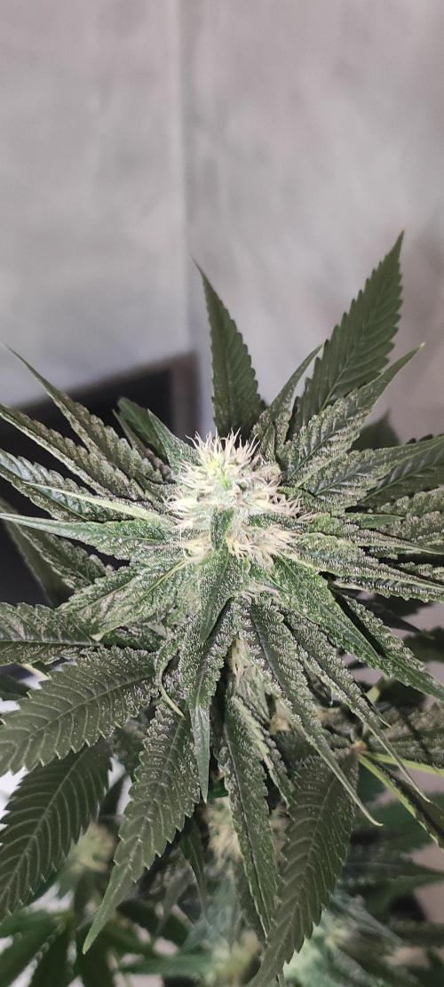Pistachio #1. Week 7