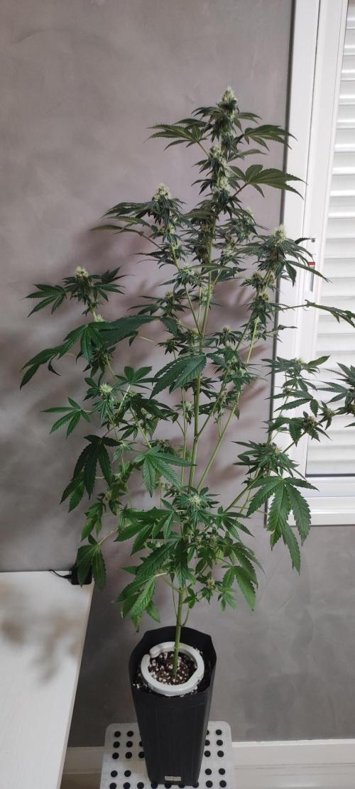 Banana Kush #1. Week 7