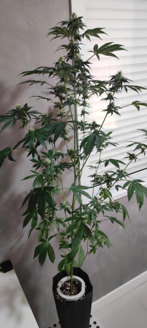 Banana Kush #1. Week 7