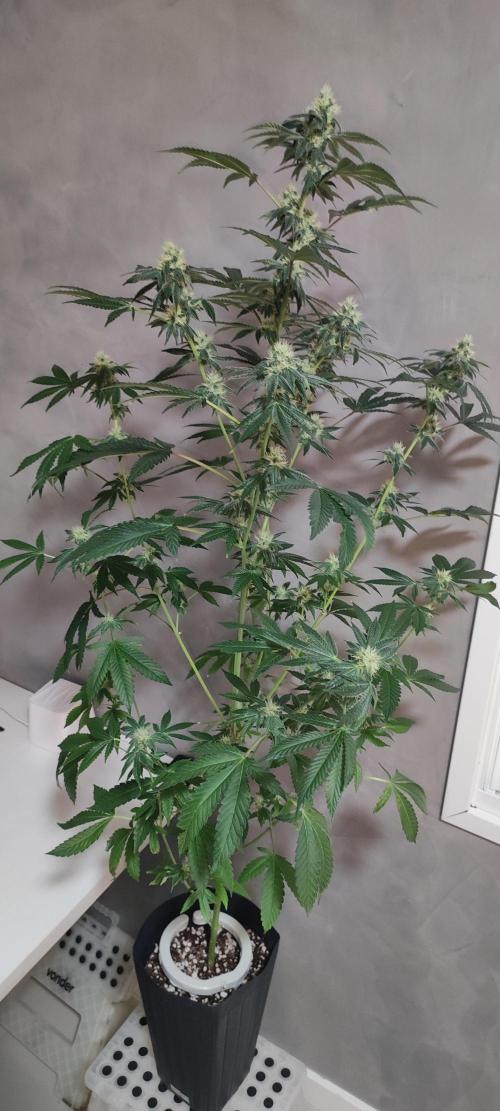 Banana Kush #1. Week 7