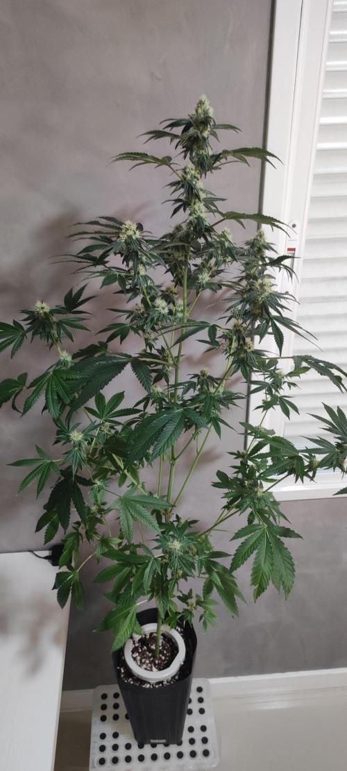 Banana Kush #1. Week 7