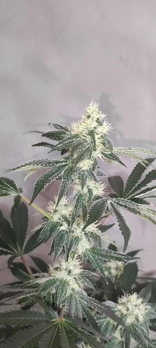 Banana Kush #1. Week 7