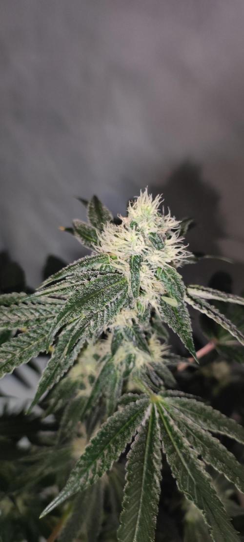 Banana Kush #1. Week 7