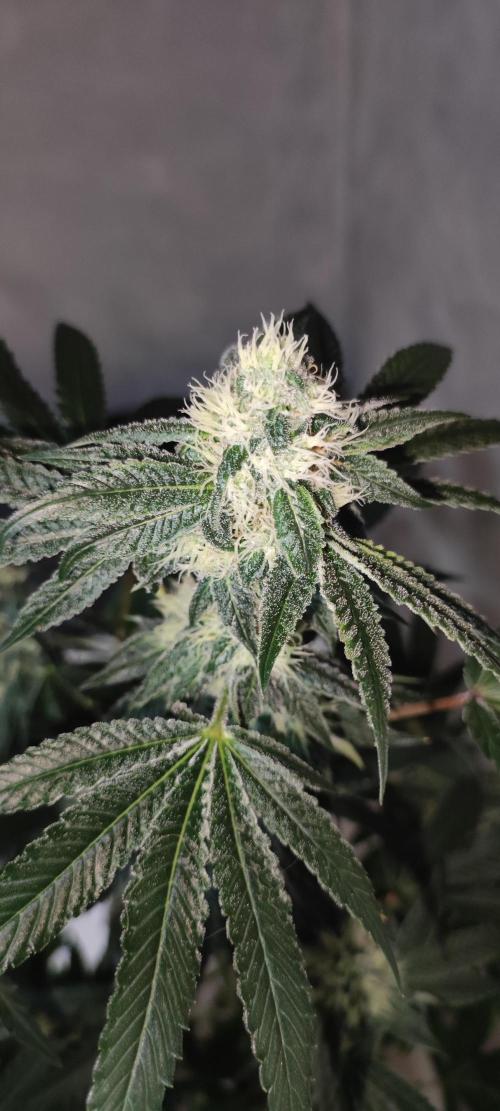 Banana Kush #1. Week 7