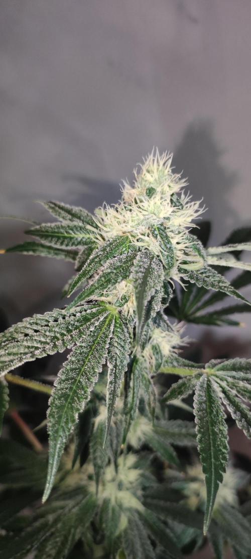 Banana Kush #1. Week 7