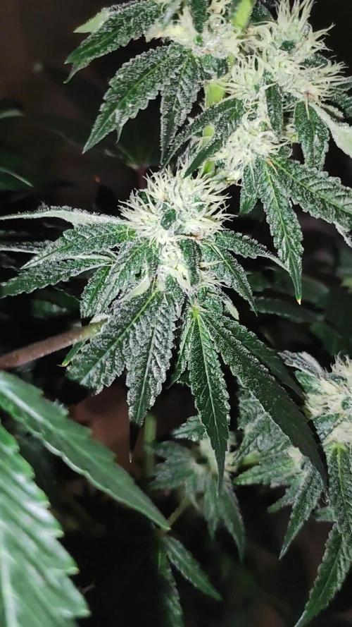 Banana Kush #1