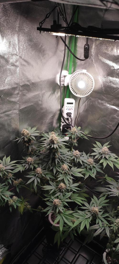 Zkittlez. Week 12