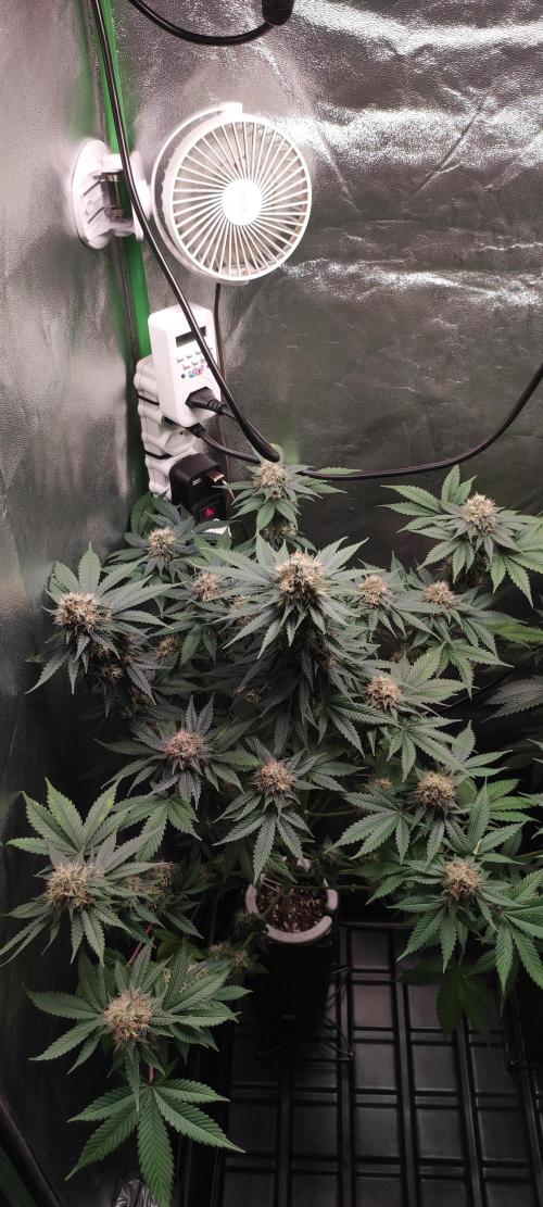 Zkittlez. Week 12