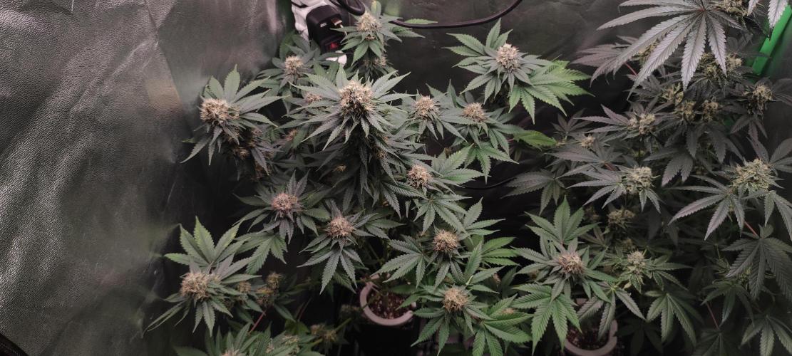 Zkittlez. Week 12