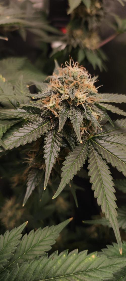Zkittlez. Week 12