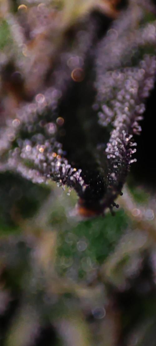 Zkittlez. Week 12