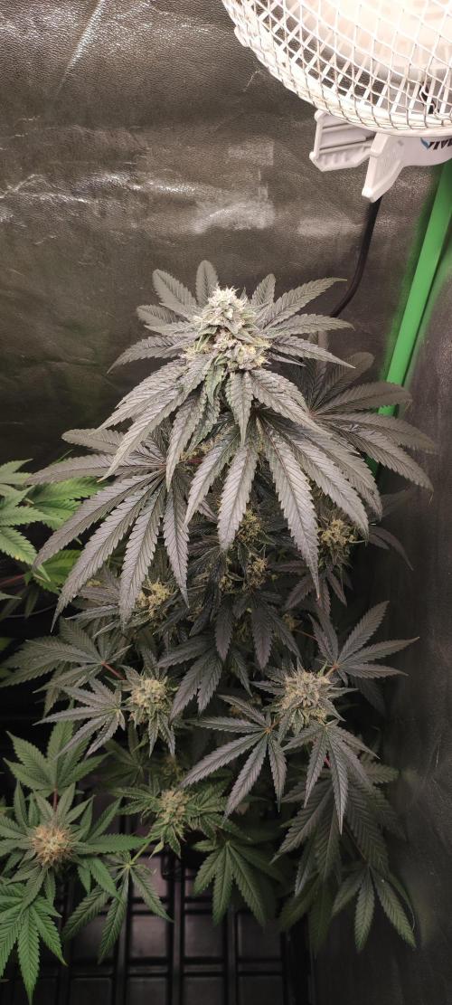 White Widow. Week 12