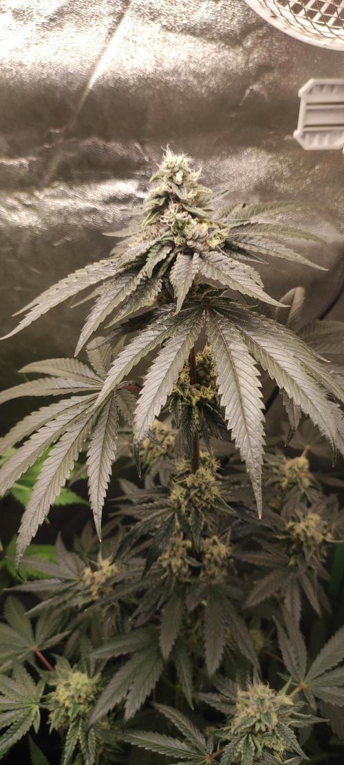 White Widow. Week 12