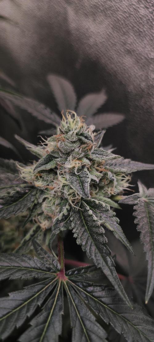 White Widow. Week 12