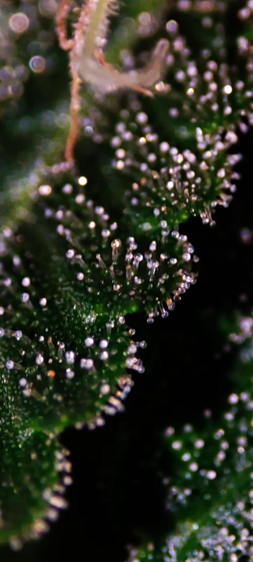 White Widow. Week 12